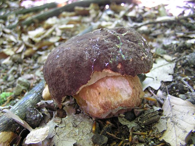 hríb sosnový Boletus pinophilus Pil. et Dermek in Pil.