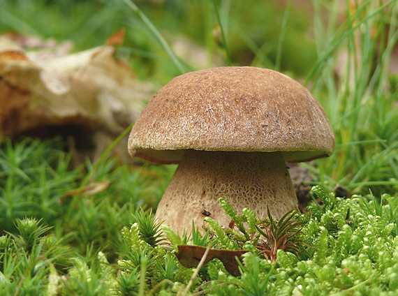 hríb dubový Boletus reticulatus Schaeff.