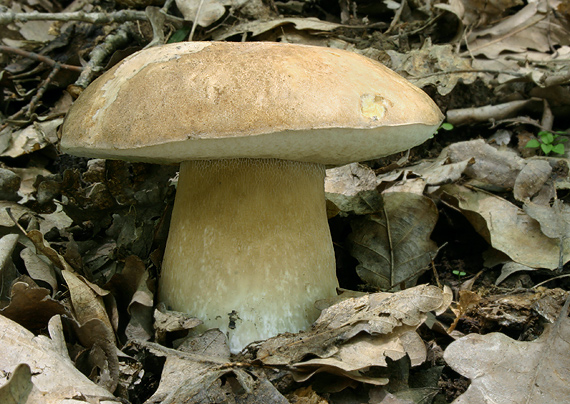 hríb dubový Boletus reticulatus Schaeff.