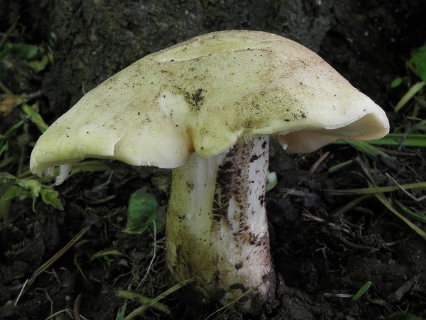 čírovnica májová Calocybe gambosa (Fr.) Donk