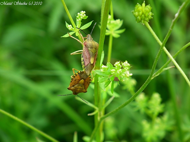 bzdocha menivá Carpocoris pudicus