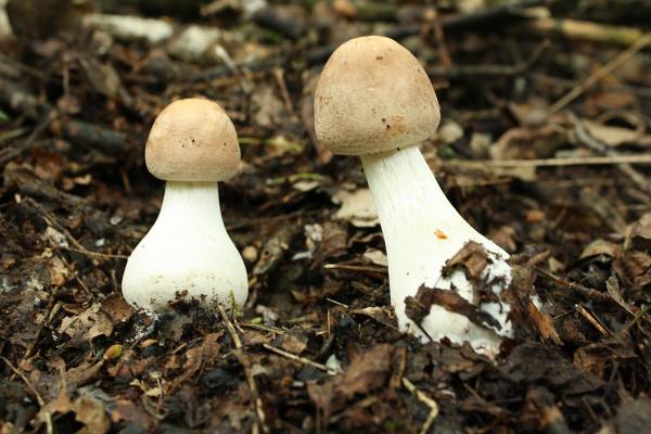 bedľa červenejúca Chlorophyllum rachodes (Vittad.) Vellinga