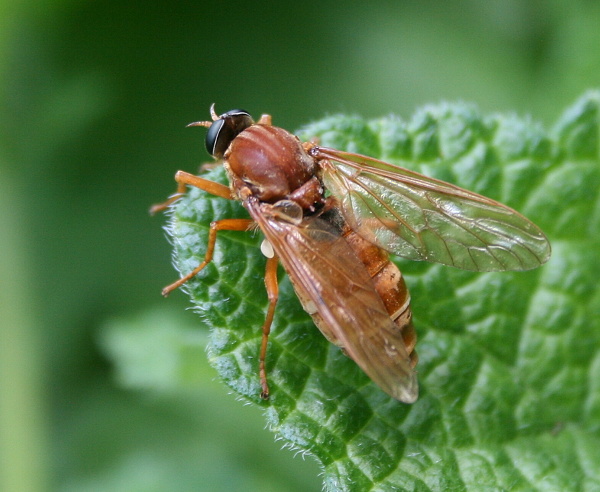 drvohlodka rezavá Coenomyia ferruginea (Scopoli 1763)