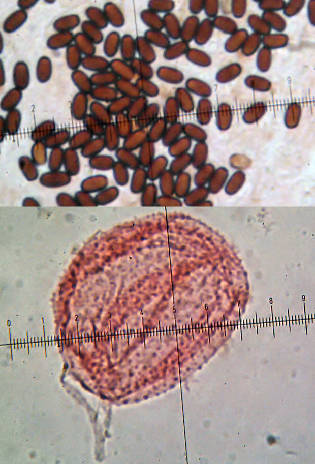 hnojník trusový Coprinopsis stercorea (Fr.) Redhead, Vilgalys & Moncalvo