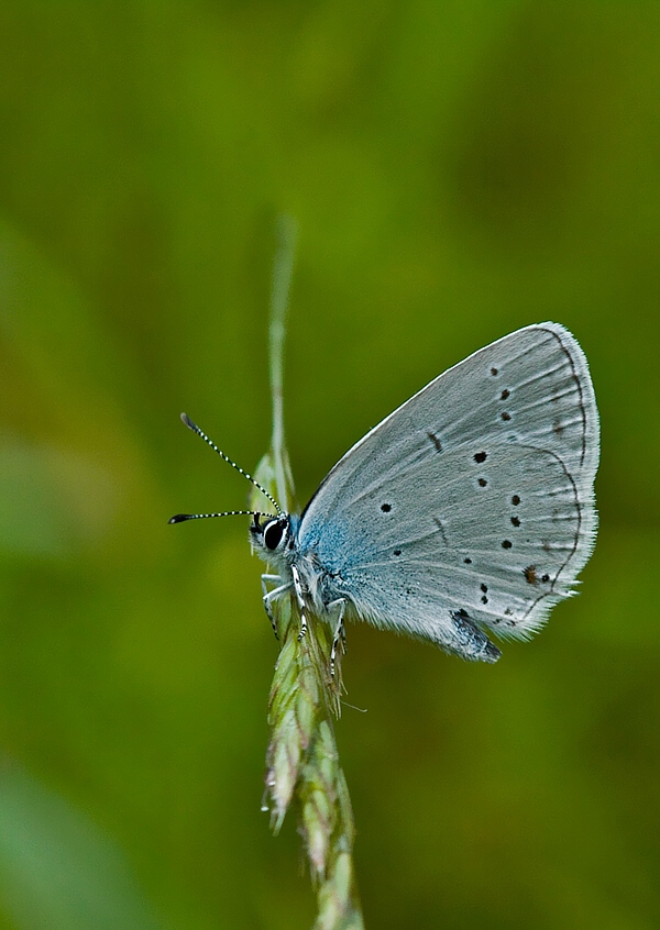 modráčik lucernový Cupido decoloratus