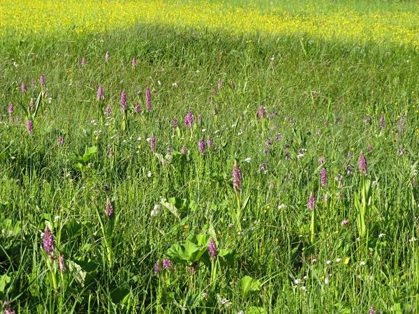 vstavačovec strmolistý pravý Dactylorhiza incarnata subsp. incarnata (L.) Soó