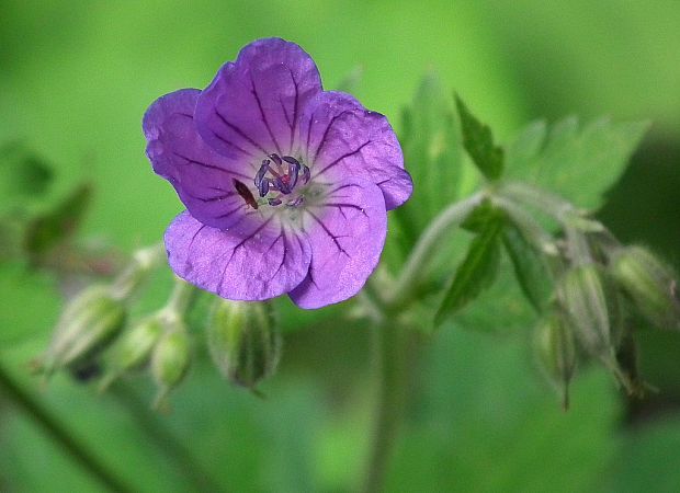 pakost Geranium sp.