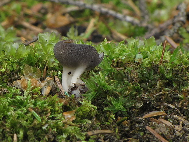 chriapač voňavý  Helvella confusa Harmaja