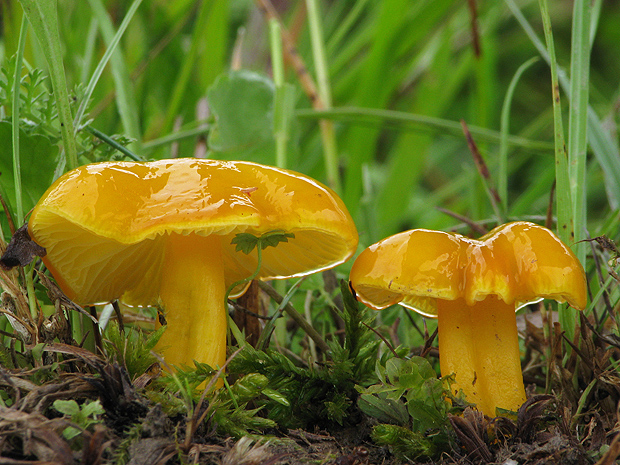 lúčnica citrónovožltá Hygrocybe chlorophana (Fr.) Wünsche