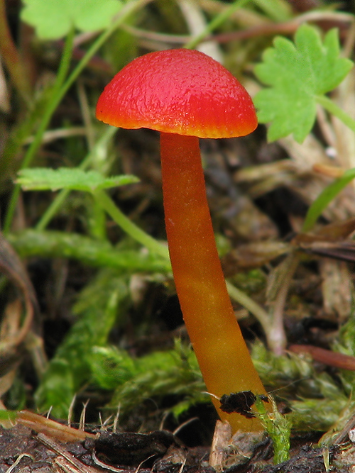 lúčnica Hygrocybe sp.