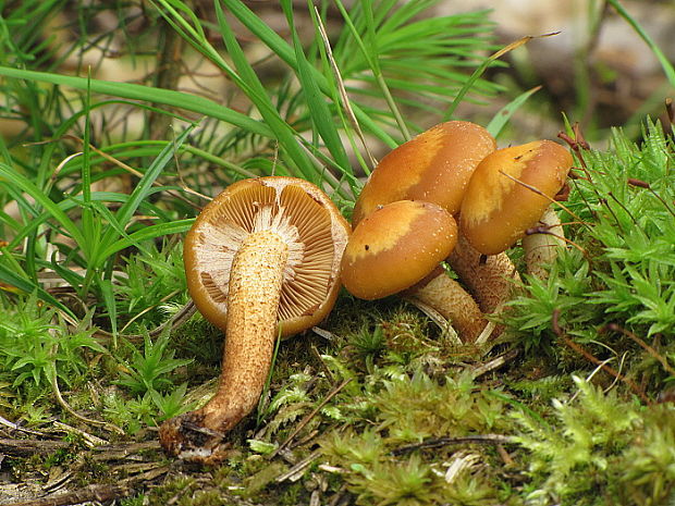 šupinačka menlivá Kuehneromyces mutabilis (Schaeff.) Singer & A.H. Sm.