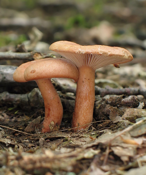 rýdzik klamný Lactarius decipiens Quél.