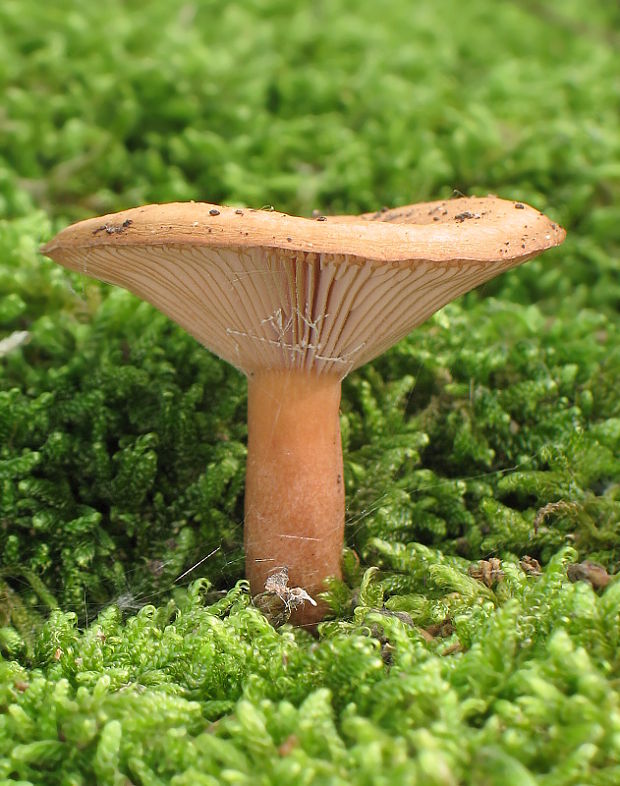 rýdzik klamný Lactarius decipiens Quél.