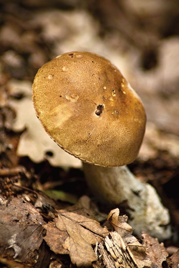 kozák brezový Leccinum scabrum (Bull.) Gray