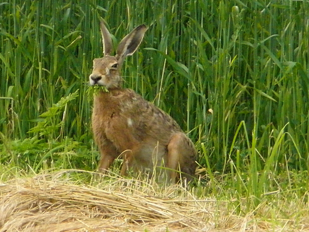 zajac poľný Lepus europaeus