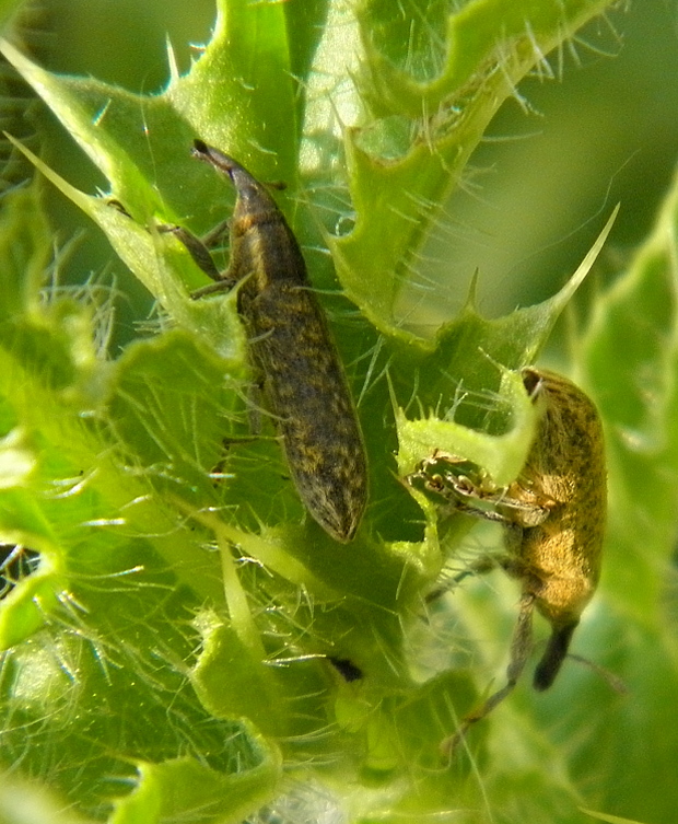 dlhániky     Lixus pulverulentus