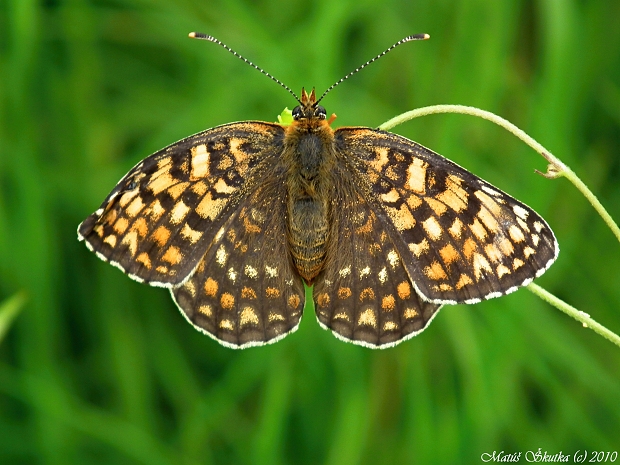 hnedáčik nevädzový Melitaea phoebe