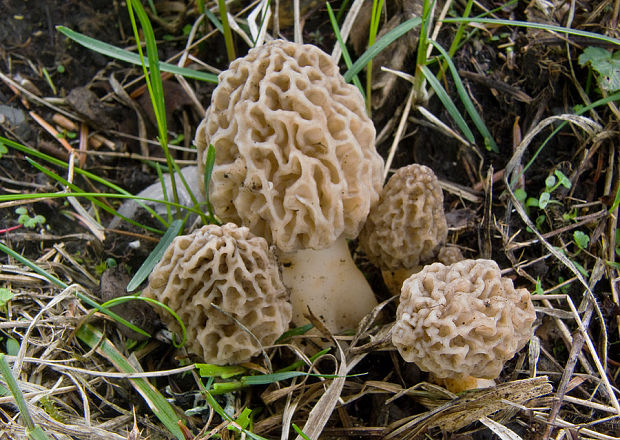 smrčok jedlý Morchella esculenta (L.) Pers.