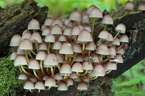 prilbička žltohlúbiková Mycena renati Quél.