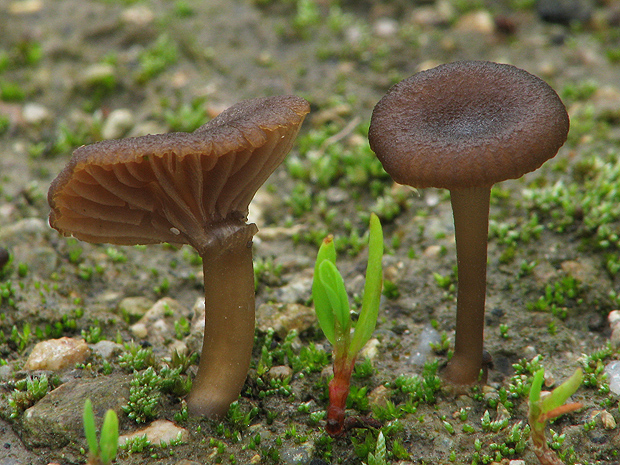 kalichovka Omphalina sp.