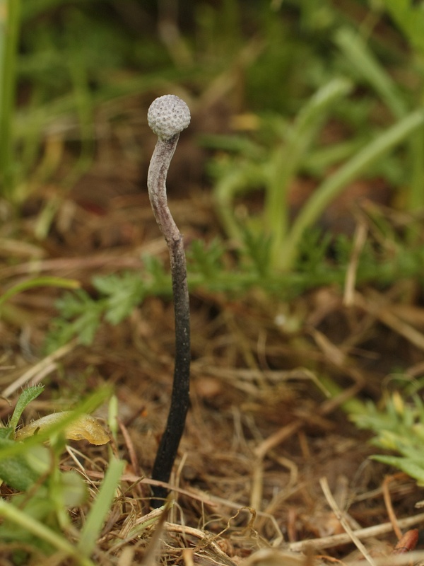 žezlovka bystrušková Ophiocordyceps entomorrhiza (Dicks.) G.H. Sung, J.M. Sung, Hywel-Jones & Spatafora