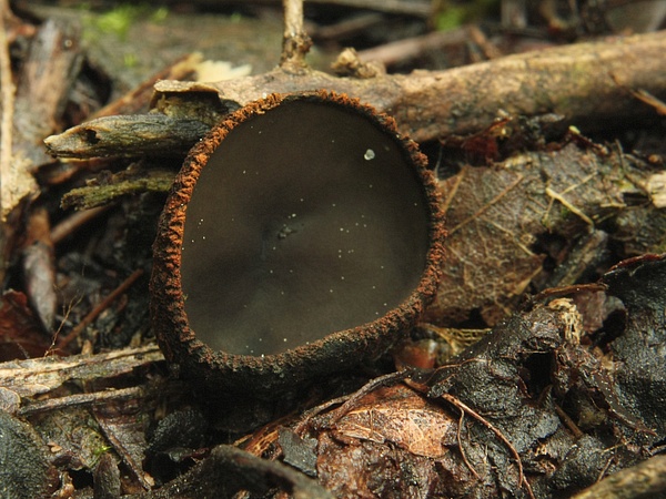 pakorienkovka čierna Plectania melastoma (Sowerby) Fuckel