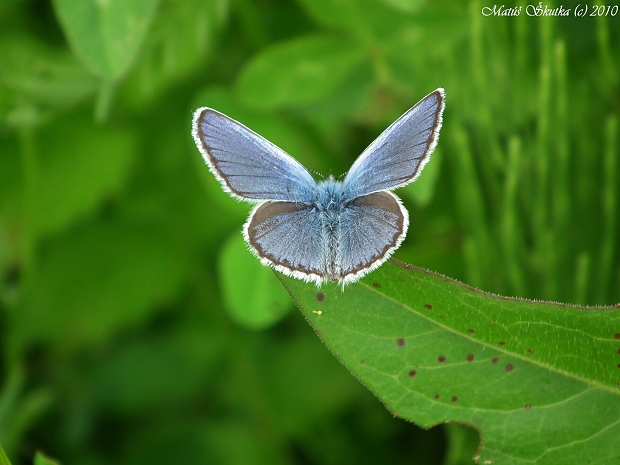 modráčik obyčajný Polyommatus icarus