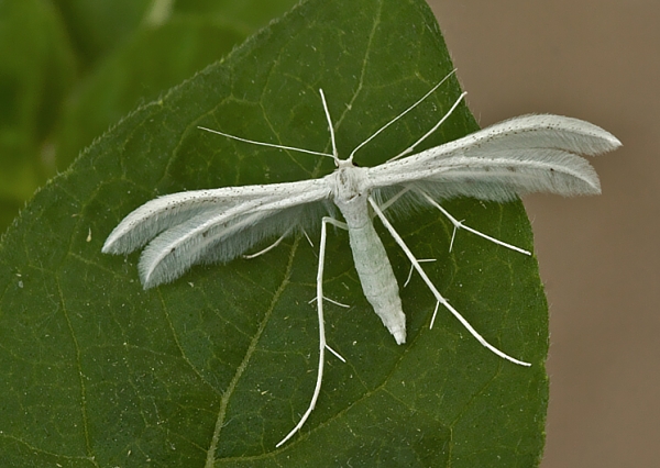 pierkavec povojový Pterophorus pentadactyla