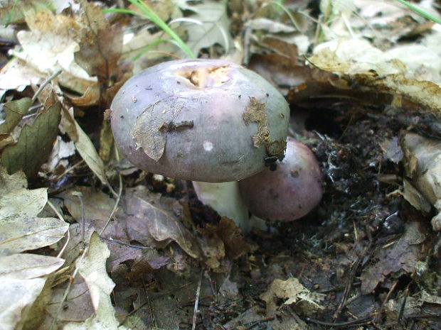 plávka modrastá Russula cyanoxantha (Schaeff.) Fr.