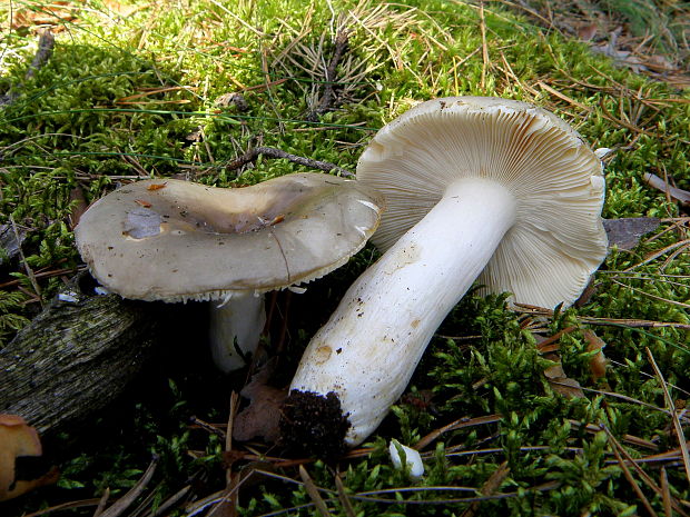 plávka Russula sp.