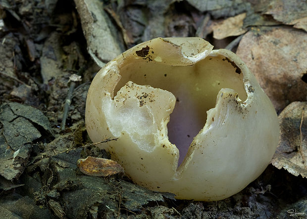 tulipánovka fialová Sarcosphaera coronaria (Jacq.) J. Schröt.