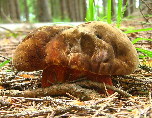 hríb zrnitohlúbikový Sutorius luridiformis (Rostk.) G. Wu & Zhu L. Yang