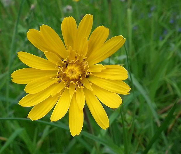 kozobrada východná Tragopogon orientalis L.