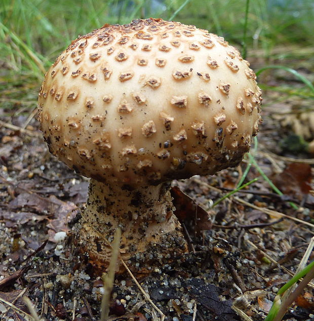 muchotrávka červenkastá Amanita rubescens Pers.