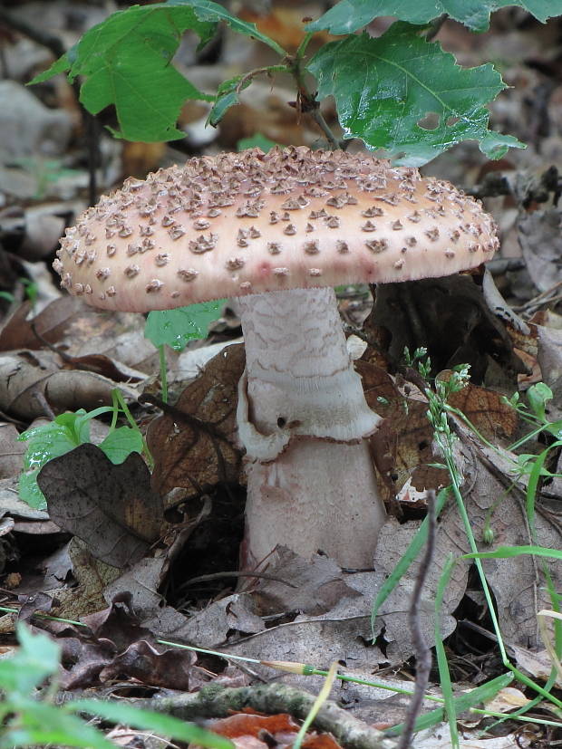 muchotrávka červenkastá Amanita rubescens Pers.