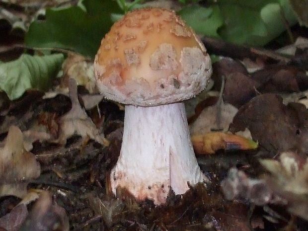 muchotrávka červenkastá Amanita rubescens Pers.