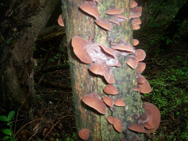 uchovec bazový Auricularia auricula-judae (Bull.) Quél.