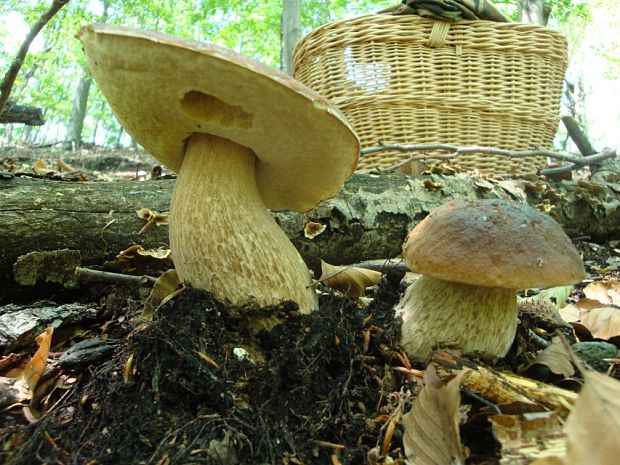 hríb smrekový Boletus edulis Bull.