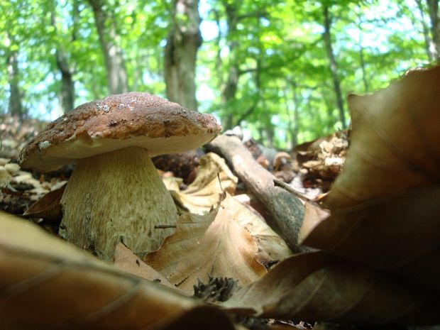 hríb smrekový Boletus edulis Bull.