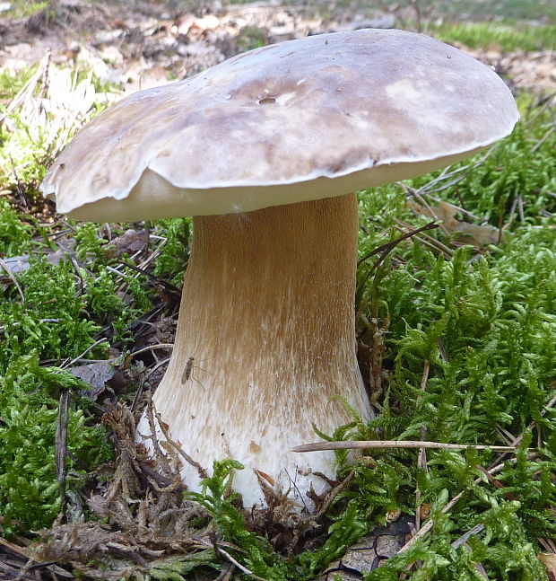 hríb smrekový Boletus edulis Bull.