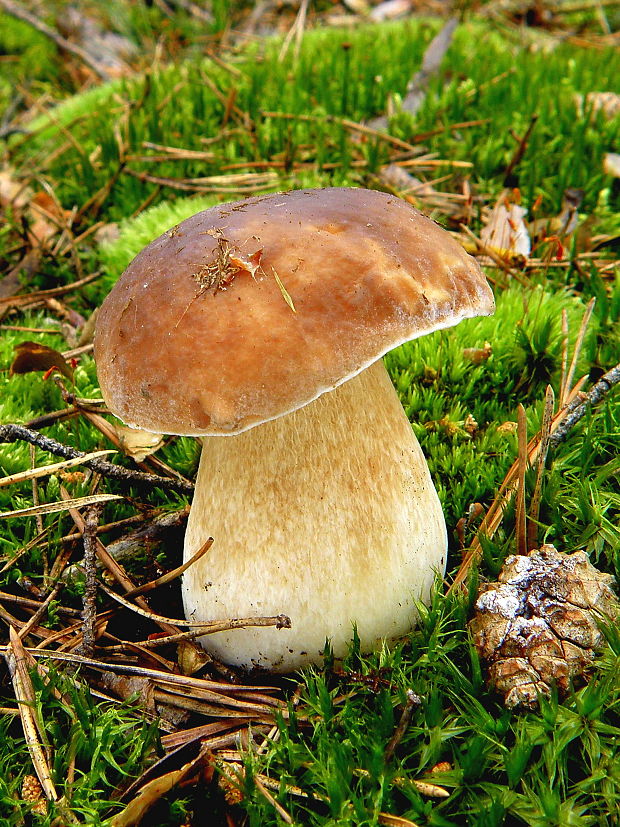 hríb smrekový Boletus edulis Bull.