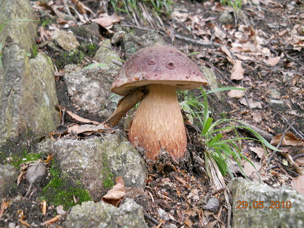 hríb sosnový Boletus pinophilus Pil. et Dermek in Pil.