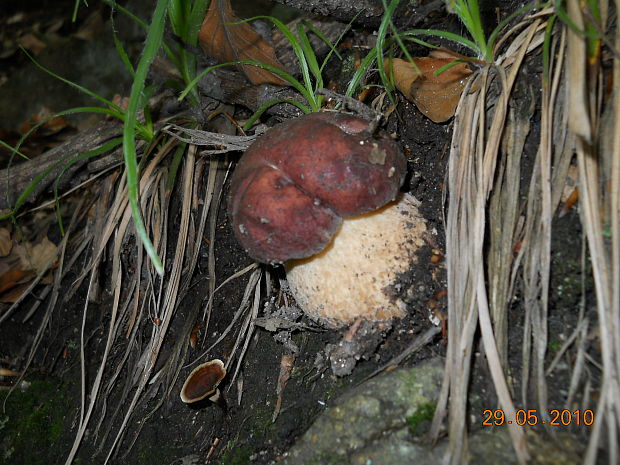 hríb sosnový Boletus pinophilus Pil. et Dermek in Pil.