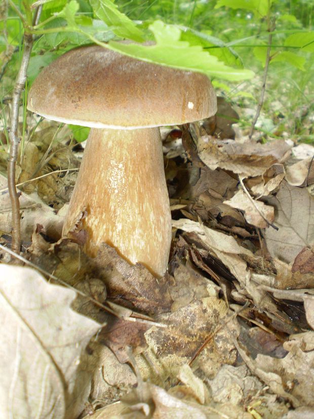 hríb dubový 2 Boletus reticulatus Schaeff.