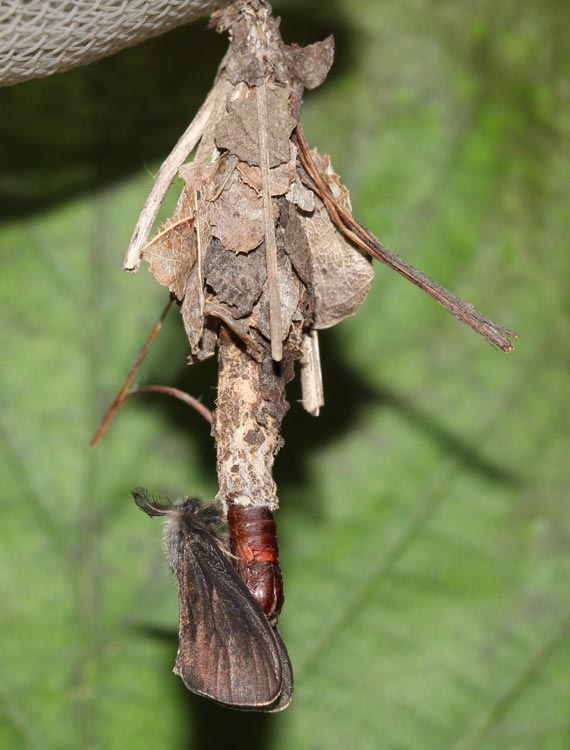 vreckovec trávový Canephora hirsuta