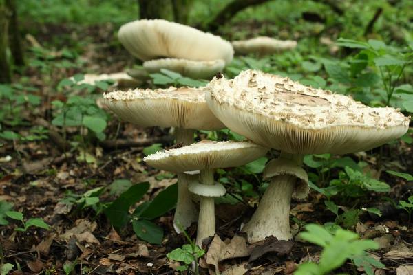 bedľa červenejúca Chlorophyllum rachodes (Vittad.) Vellinga