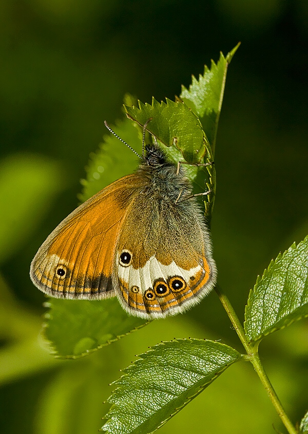 očkáň medničkový Coenonympha arcania