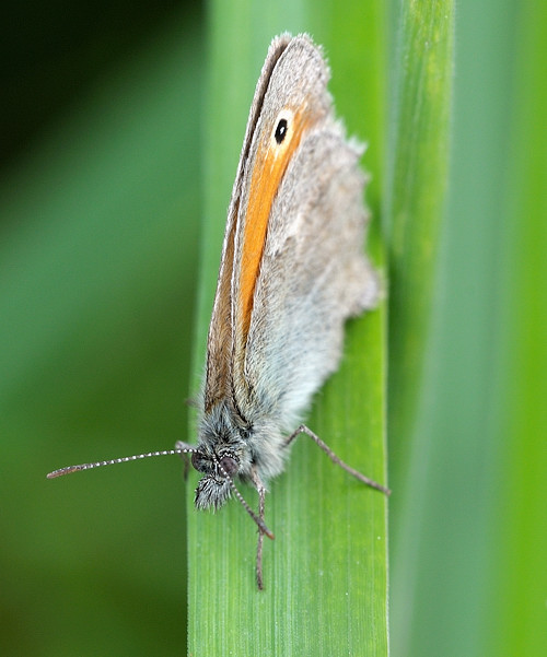 očkáň pohánkový  Coenonympha pamphilus