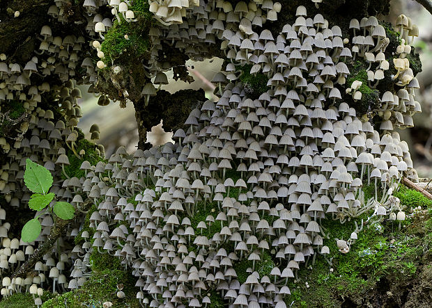 hnojník rozsiaty Coprinellus disseminatus (Pers.) J.E. Lange