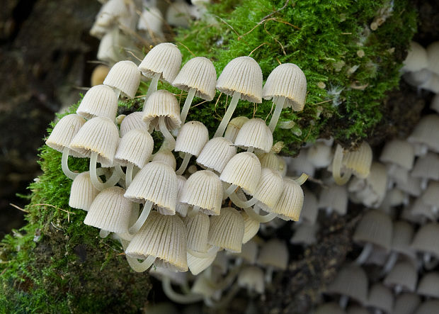 hnojník rozsiaty Coprinellus disseminatus (Pers.) J.E. Lange